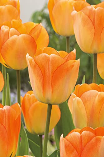 Großblütige Darwin-Hybrid Tulpen 'Daydream' - 10 Stück von Garten Schlüter