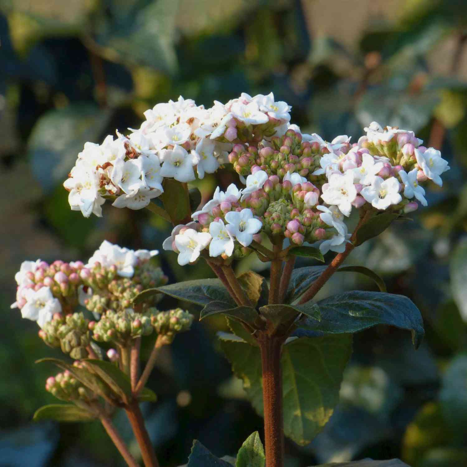 Großblumiger Duft-Schneeball 7,5 Liter, 80 - 100 cm Liefergröße: 80 - 100 cm Großblumiger Duft-Schneeball 7,5 Liter, 80 - 100 cm Liefergröße: 80 - 100 cm von Garten Schlüter