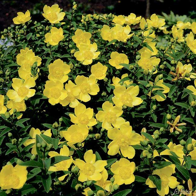 Großblumiges Johanniskraut 'Hidcote' von Garten Schlüter