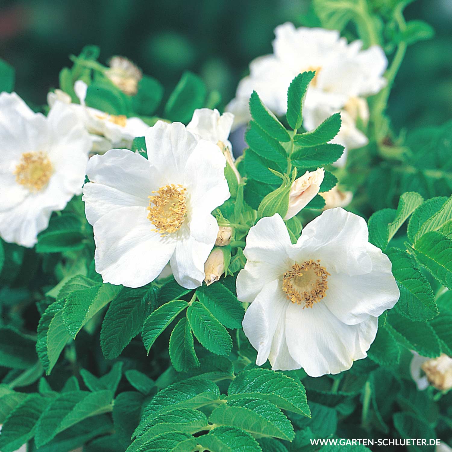 Hagebutte &#039;Alba&#039; - Syltrose weiß, 3 Liter, 40 - 60 cm Liefergröße: 40 - 60 cm von Garten Schlüter