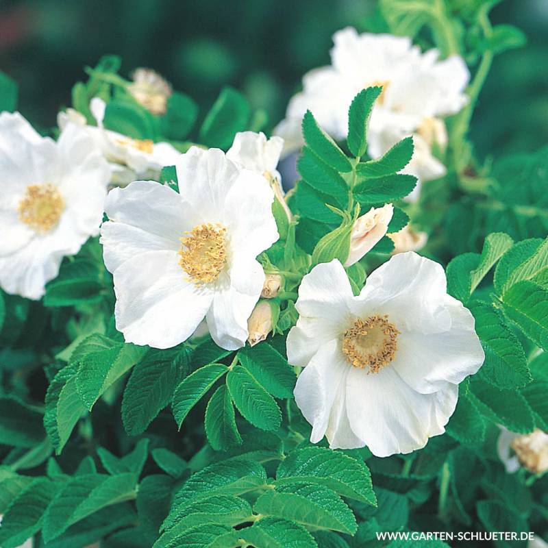 Hagebutte &#039;Alba&#039; - Syltrose weiß, 3 Liter, 40 - 60 cm Liefergröße: 40 - 60 cm von Garten Schlüter