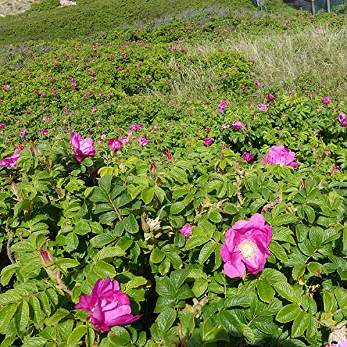 Hagebutte Syltrose Apfelrose Rosa rugosa Dünenrose pflegeleicht undurchdringlich Heckenpflanze Insektennährgehölz Vogelnährgehölz (Im 3 Liter Topf 60-80cm) von Garten Schlüter