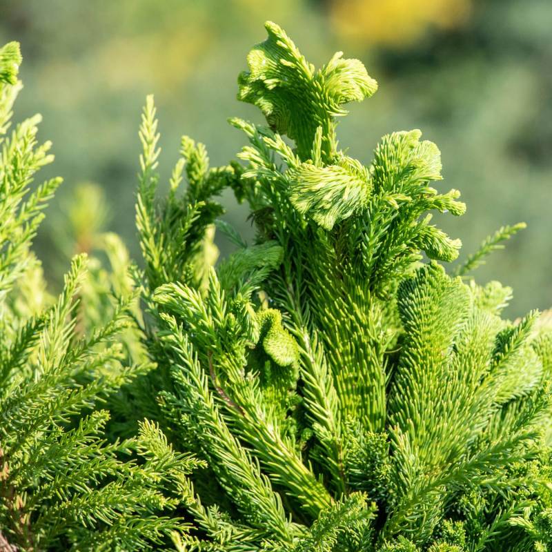 Hahnenkamm-Sicheltanne 'Cristata' C5 80 - 100 cm Liefergröße: 80 - 100 cm Hahnenkamm-Sicheltanne 'Cristata' C5 80 - 100 cm Liefergröße: 80 - 100 cm von Garten Schlüter