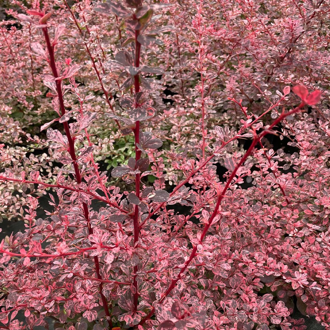 Harlequin Berberitze von Garten Schlüter