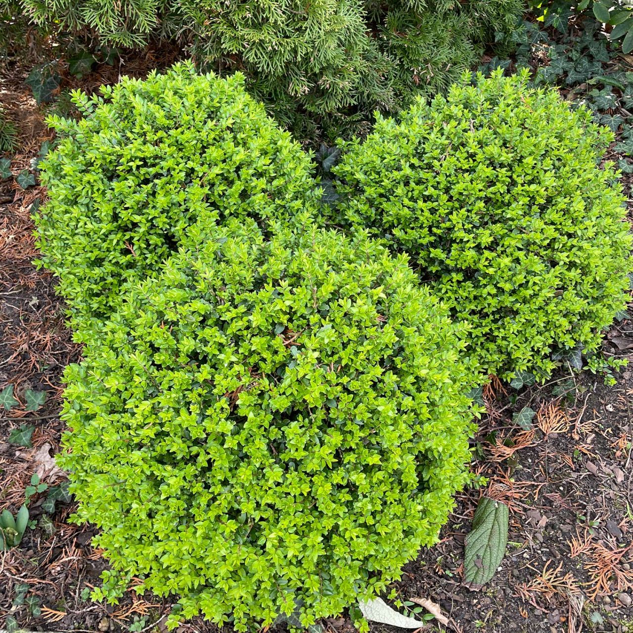 Heckenmyrte 'Moss Green' von Garten Schlüter