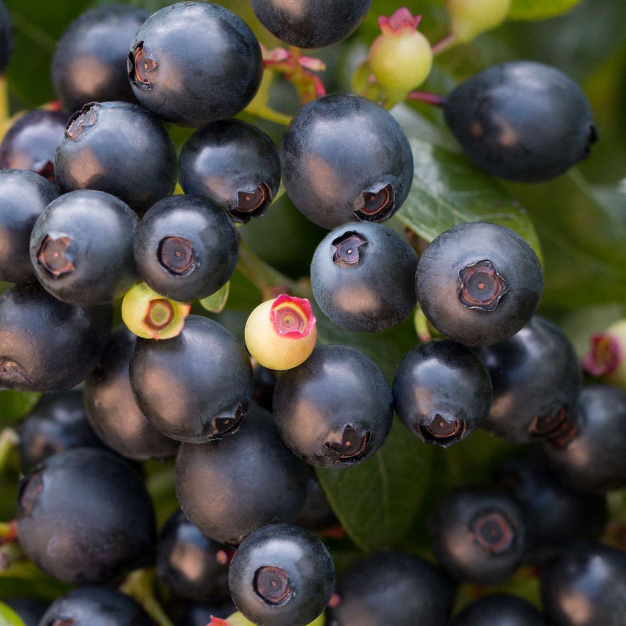 Heidelbeere / Blaubeere BrazelBerries® 'Berry Bux®' von Garten Schlüter