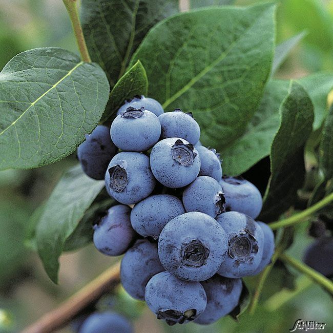 Heidelbeere 'Bluecrop' von Garten Schlüter