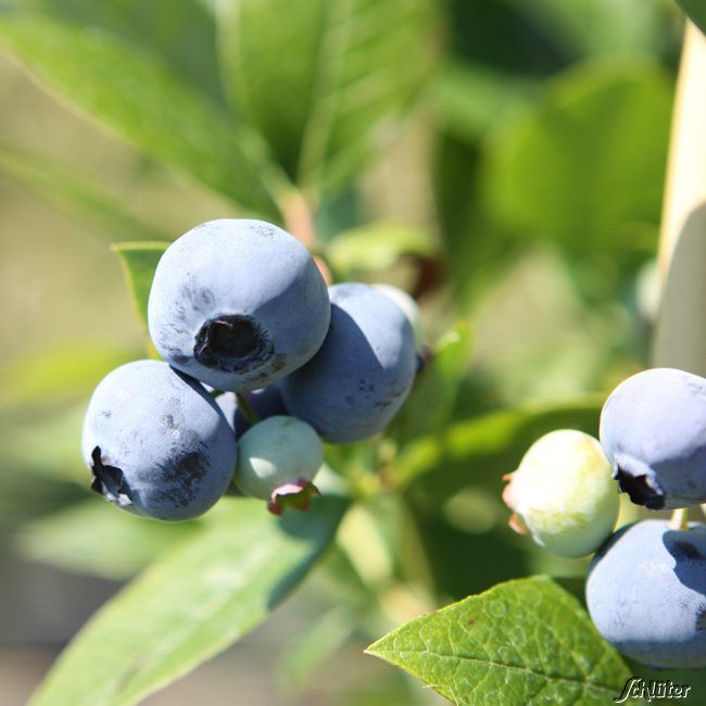 Heidelbeere 'Brigitta Blue' von Garten Schlüter