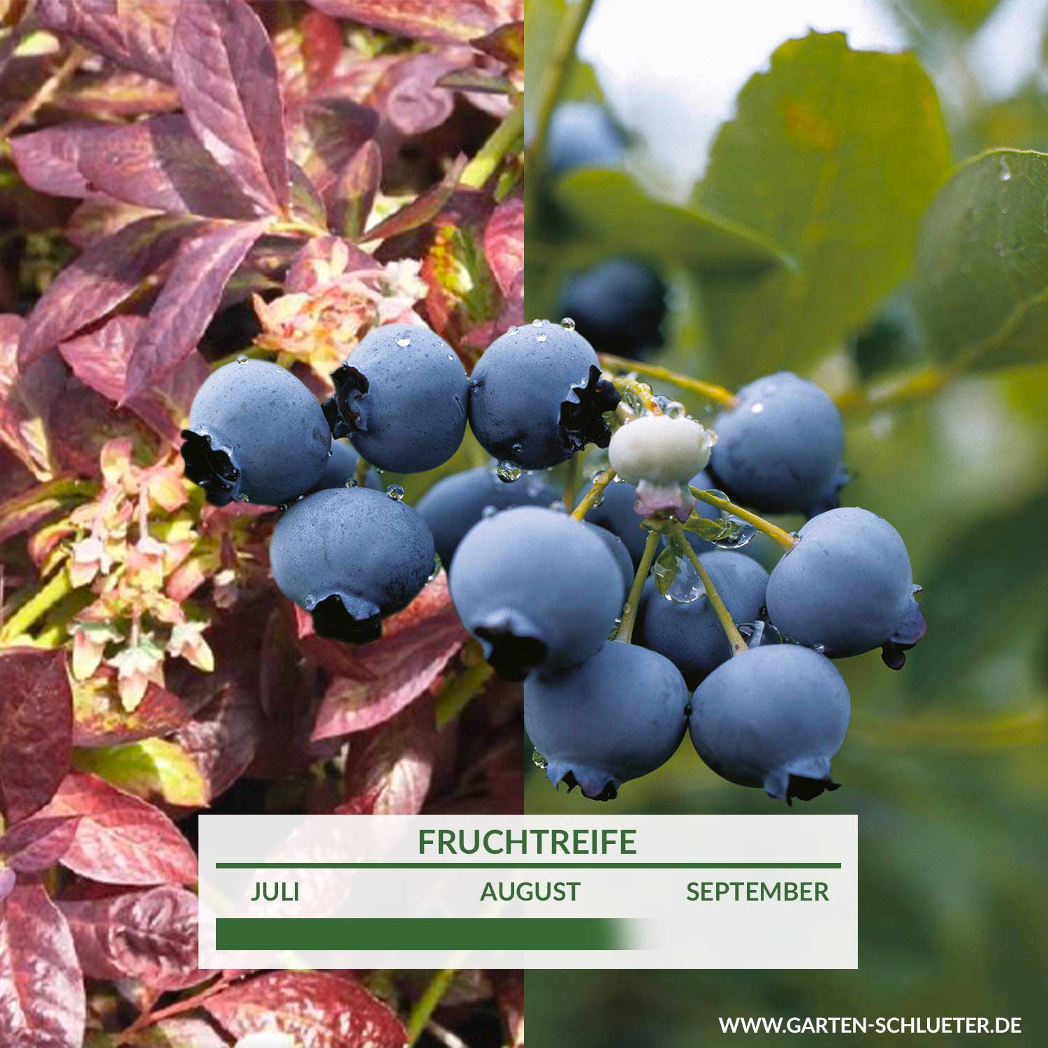 Heidelbeere &#039;Cabernet Splash&#039; Liefergröße: 25 cm - 30 cm von Garten Schlüter