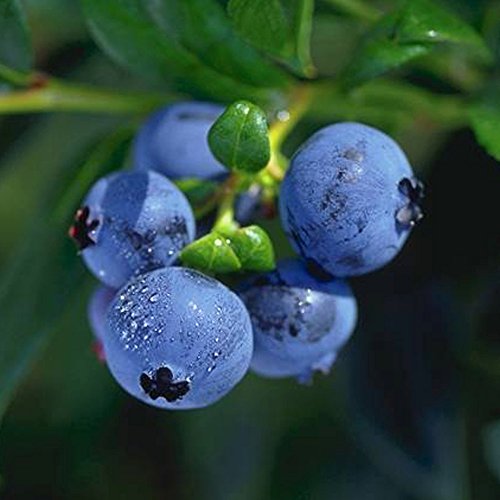 Heidelbeere 'Hortblue Petite®' - Blaubeeren Pflanze mit hohen Erträgen durch zwei Ernten. Ein Heidelbeerstrauch mit süßen blauen und grünen Beeren. Qualitätspflanze im Container von Garten Schlüter von Garten Schlüter