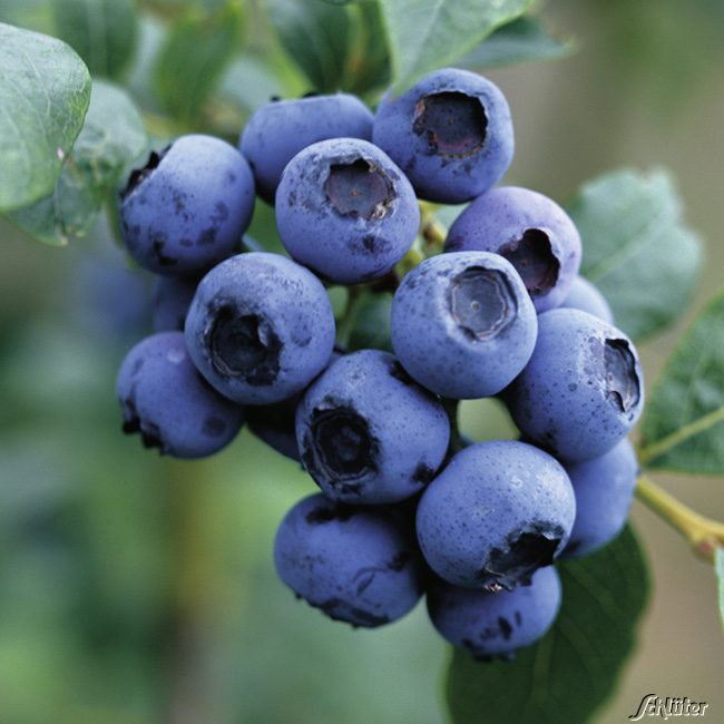 Heidelbeere &#039;Ozark Blue&#039; Liefergröße: 30-40 cm hoch, strauchig von Garten Schlüter