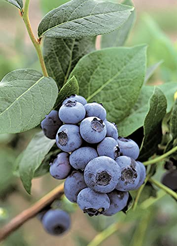 Heidelbeere 'Patriot' - Blaubeeren Pflanze mit hohen Erträgen. Ein Heidelbeerstrauch mit süßen blauen Beeren. Qualitätspflanze im Container von Garten Schlüter von Garten Schlüter