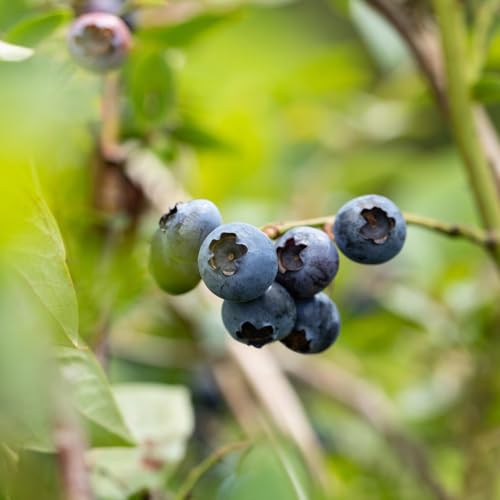 Heidelbeere 'Polaris' - Vaccinium corymbosum - Heidelbeere mit süß-säuerlichen Beeren - Pflanze im 3 Liter Topf von Garten Schlüter