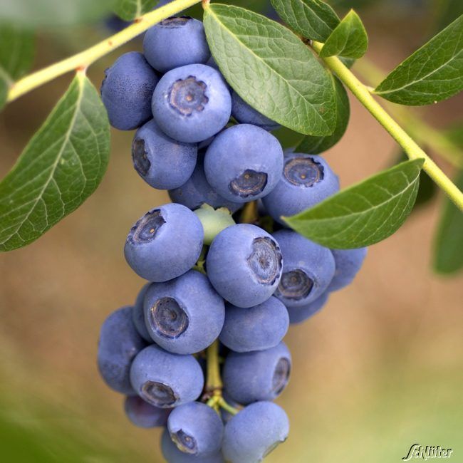 Heidelbeere 'Reka'® - die Gartenheidelbeere von Garten Schlüter