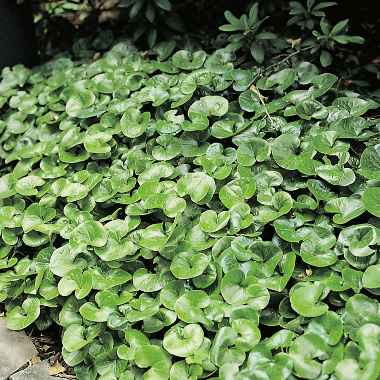 Heimische Haselwurz von Garten Schlüter