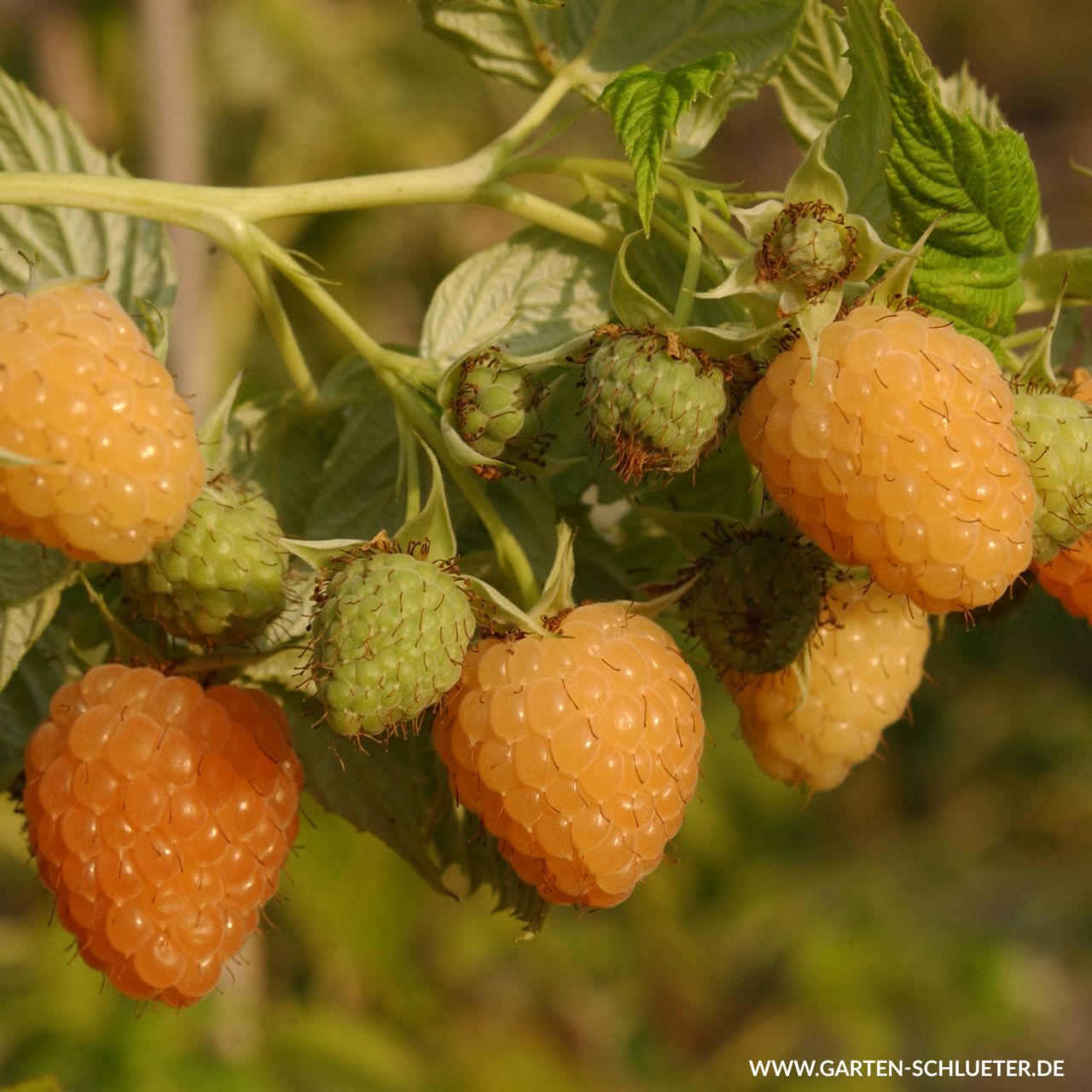 Dornenlose Herbsthimbeere 'Autumn Amber' von Garten Schlüter