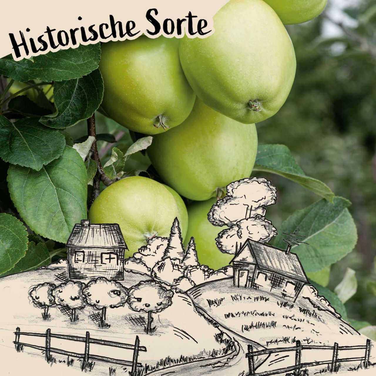 Herbstapfel 'Holsteiner Zitronenapfel' von Garten Schlüter