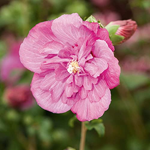 Hibiskus Garteneibisch Magenta Chiffon - Hibiscus syriacus - winterhart und mehrjährig - 1 Zierstrauch von Garten Schlüter - Pflanzen in Top-Qualität 40-60 cm von Garten Schlüter