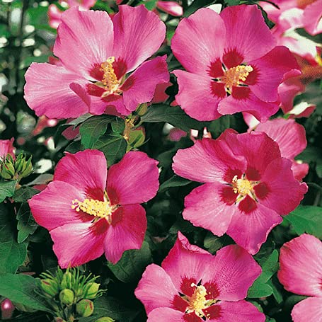 Hibiskus Garteneibisch Woodbridge - Hibiscus syriacus - winterhart und mehrjährig - 1 Zierstrauch von Garten Schlüter - Pflanzen in Top-Qualität 40-60 cm Hibiskus Garteneibisch Woodbridge - Hibiscus syriacus - winterhart und mehrjährig - 1 Zierstrauch von Garten Schlüter - Pflanzen in Top-Qualität 40-60 cm von Garten Schlüter