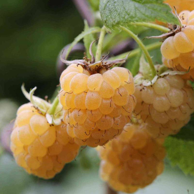 Herbsthimbeere &#039;Golden Everest&#039; - die Gelbe Liefergröße: 40-60cm von Garten Schlüter