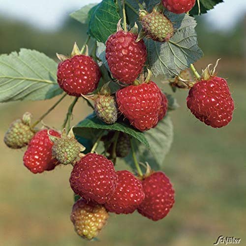 Himbeere 'Zefa 3' Himbeere 'Zefa 3' von Garten Schlüter