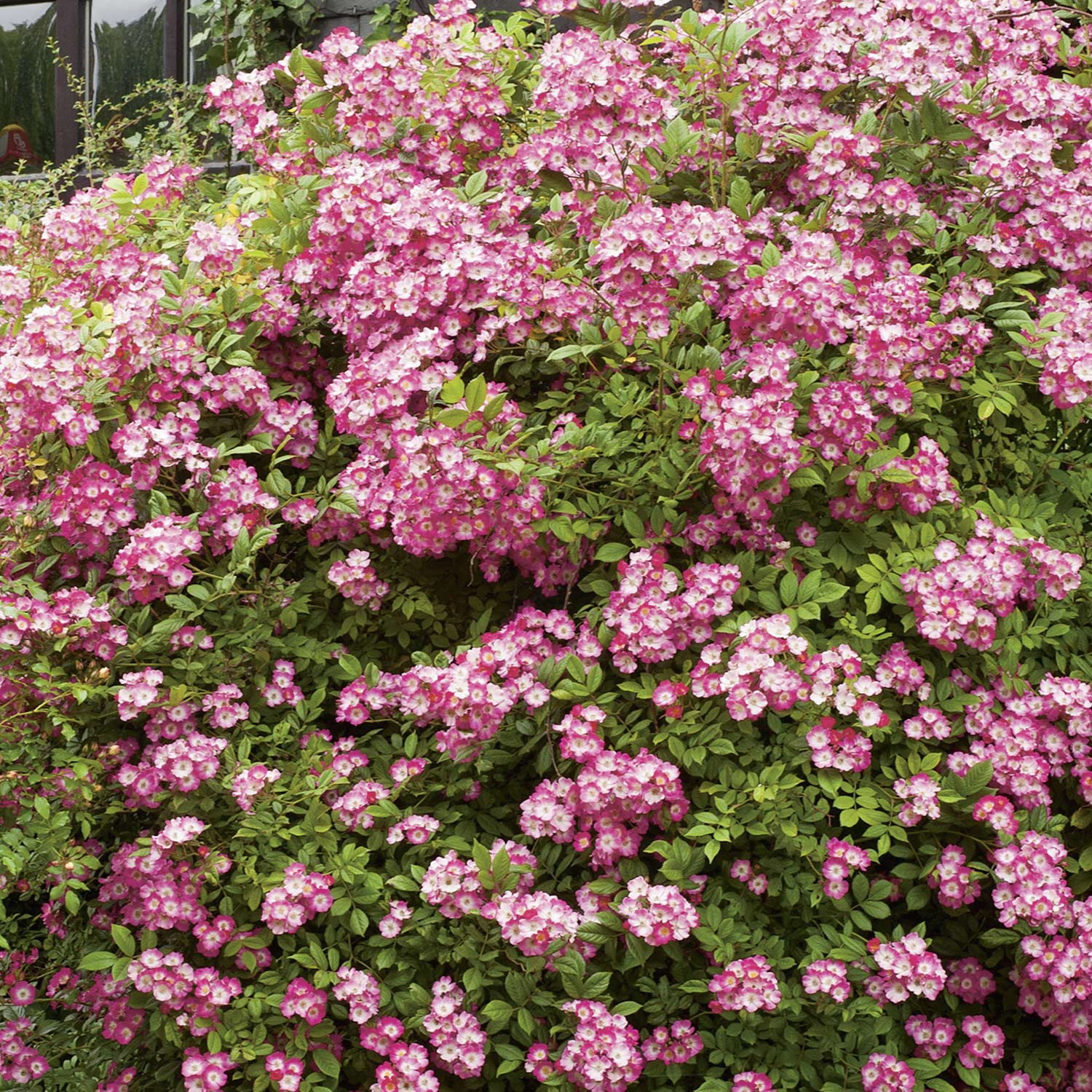 Historische Strauchrose &#039;Mozart®&#039;, Wurzelnackte Pflanze, A-Qualität, 3 starke Triebe Lieferform: wurzelnackte Pflanze in A-Qualität, mindestens 3 Triebe von Garten Schlüter