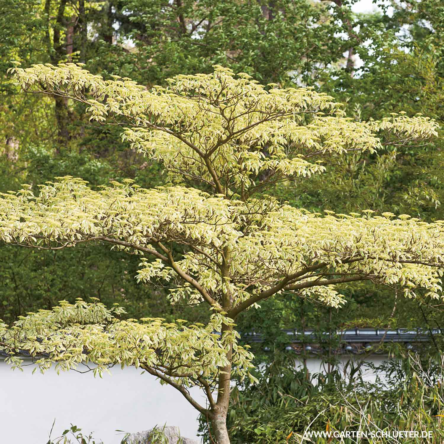 Hoher Weißbunter Pagoden- Hartriegel 'Variegata' C5 60-80 cm Liefergröße: 60 - 80 cm Hoher Weißbunter Pagoden- Hartriegel 'Variegata' C5 60-80 cm Liefergröße: 60 - 80 cm von Garten Schlüter
