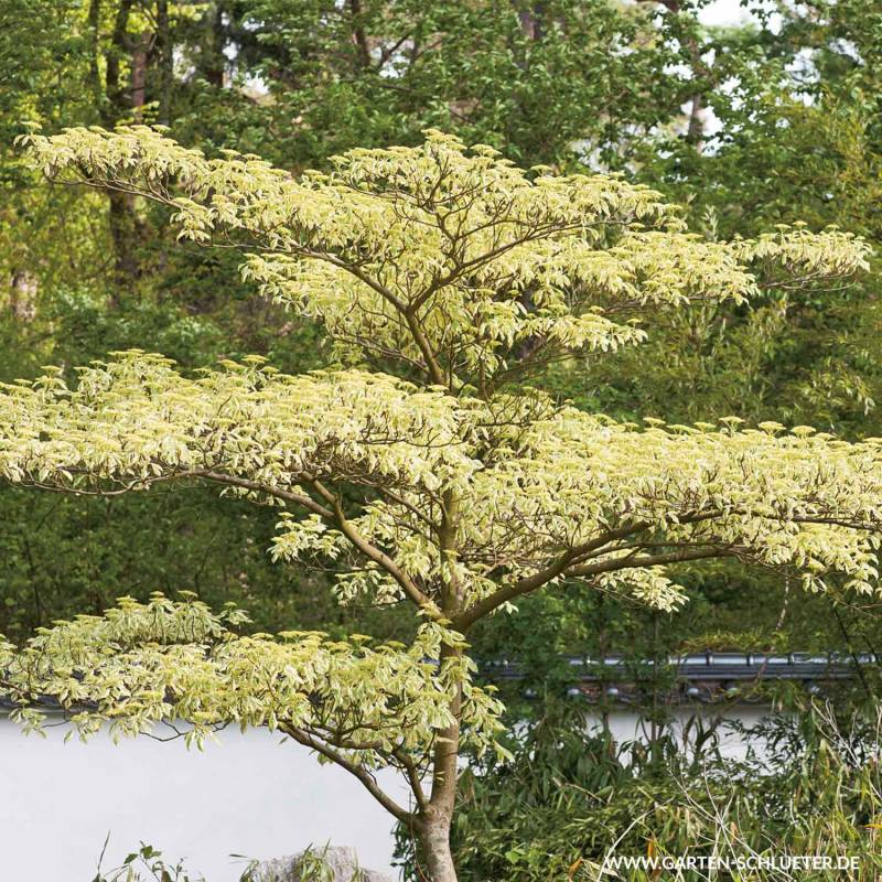 Hoher Weißbunter Pagoden- Hartriegel 'Variegata' C5 60-80 cm Liefergröße: 60 - 80 cm Hoher Weißbunter Pagoden- Hartriegel 'Variegata' C5 60-80 cm Liefergröße: 60 - 80 cm von Garten Schlüter