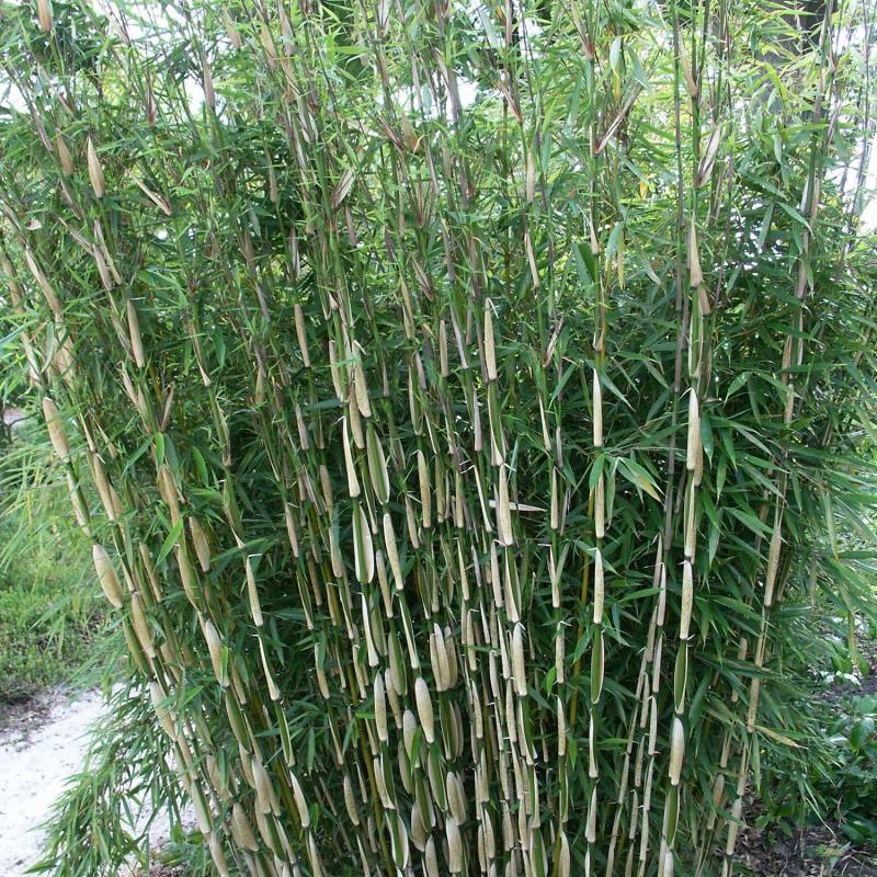 Horstbildender Bambus / Schirmbambus &#039;Pingwu&#039; C5 80 - 100 cm Liefergröße: 80 - 100 cm von Garten Schlüter