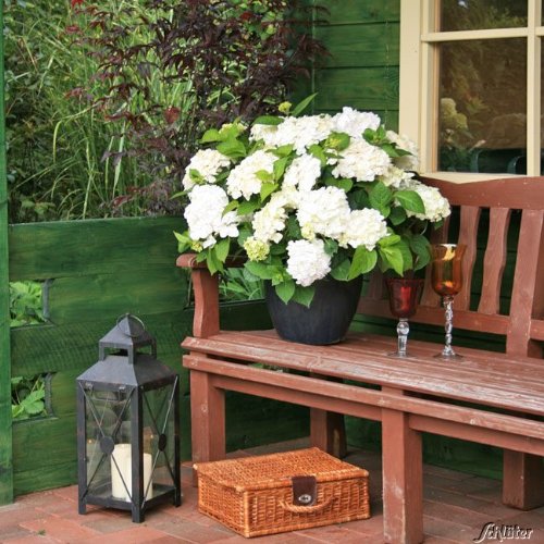 Hortensie Endless Summer 'The Bride' Hortensie Endless Summer 'The Bride' von Garten Schlüter