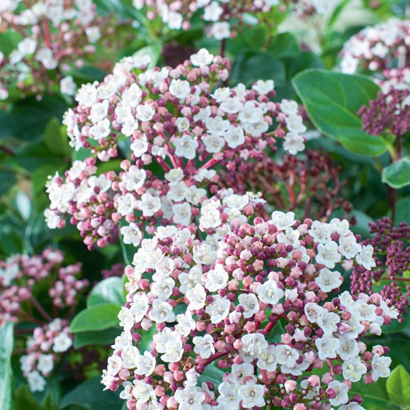 Immergrüner Schneeball 'Lisa Rose', 3 - 5 Liter, 40 - 60 cm Liefergröße: 40 - 60 cm Immergrüner Schneeball 'Lisa Rose', 3 - 5 Liter, 40 - 60 cm Liefergröße: 40 - 60 cm von Garten Schlüter