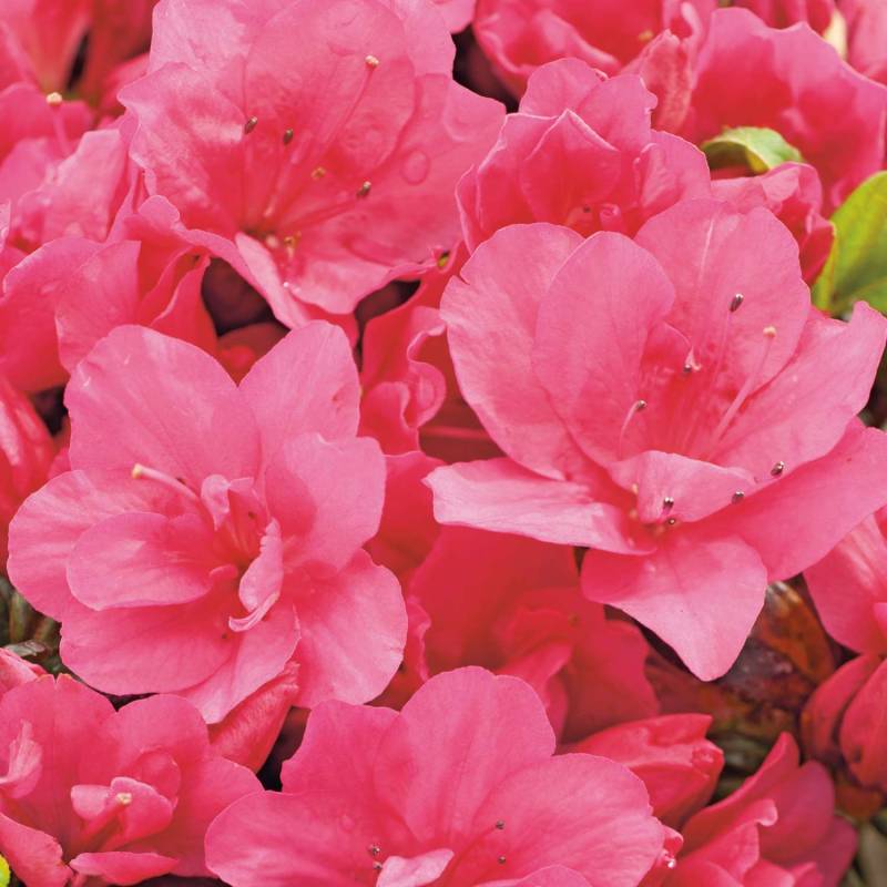 Japanische Azalee &#039;Canzonetta&#039;, 2 -3 Liter, 20 - 25 cm Liefergröße: 20 - 25 cm von Garten Schlüter