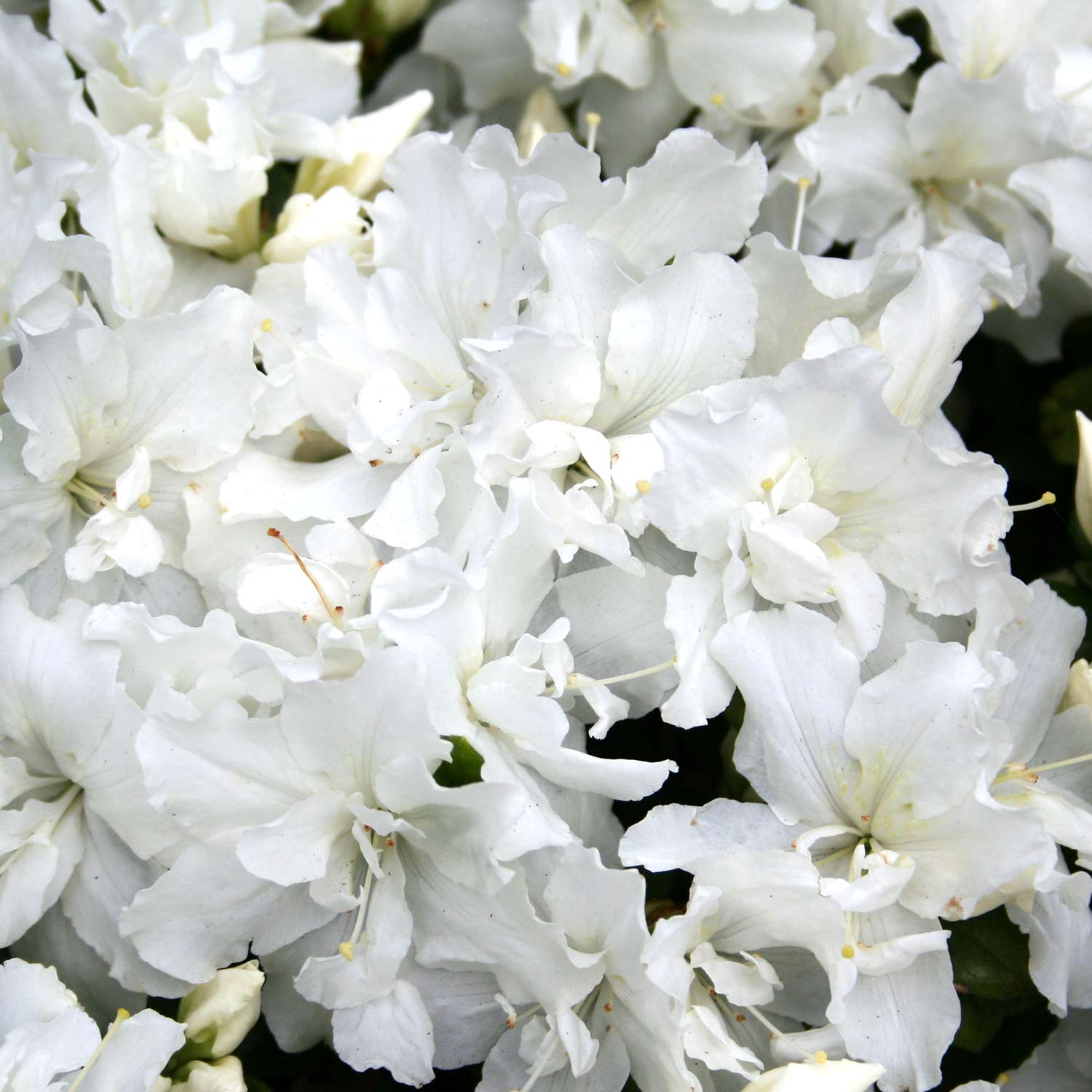 Japanische Azalee &#039;Feenkissen®&#039; Liefergröße: 25 - 30 cm von Garten Schlüter