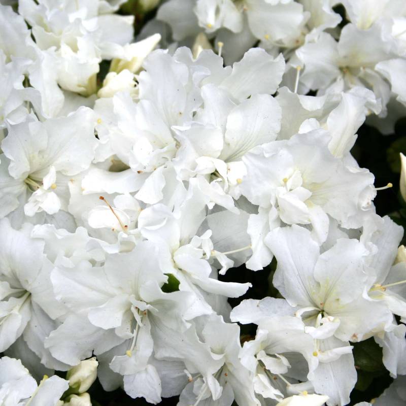 Japanische Azalee &#039;Feenkissen®&#039; Liefergröße: 25 - 30 cm von Garten Schlüter
