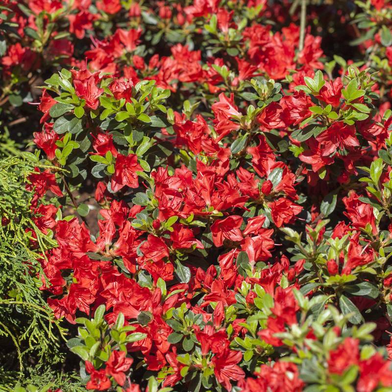 Japanische Azalee &#039;Fridoline&#039; Liefergröße: 20 - 25 cm von Garten Schlüter