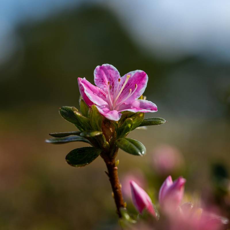 Japanische Azalee &#039;Kermesina Rosé&#039;, 3 - 5 Liter, 30 - 40 cm Liefergröße: 30 - 40 cm von Garten Schlüter