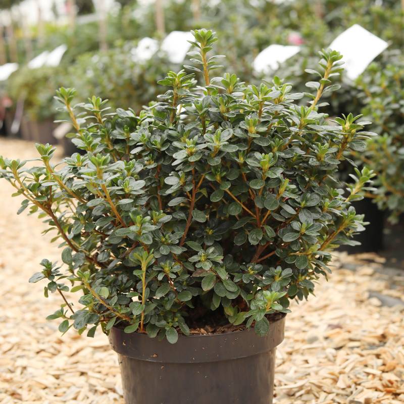 Japanische Azalee &#039;Kermesina&#039; Liefergröße: 20 - 25 cm von Garten Schlüter