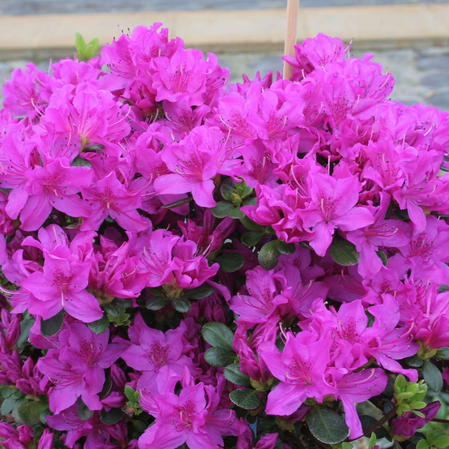 Japanische Azalee &#039;Lady Dark®&#039; Liefergröße: 20 - 25 cm von Garten Schlüter