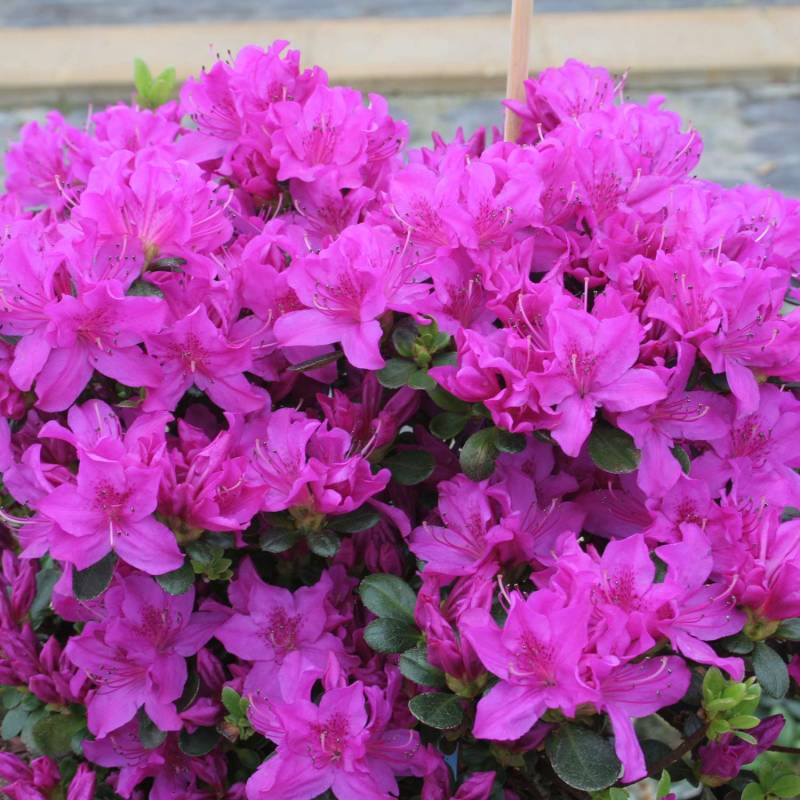 Japanische Azalee &#039;Lady Dark®&#039; Liefergröße: 20 - 25 cm von Garten Schlüter