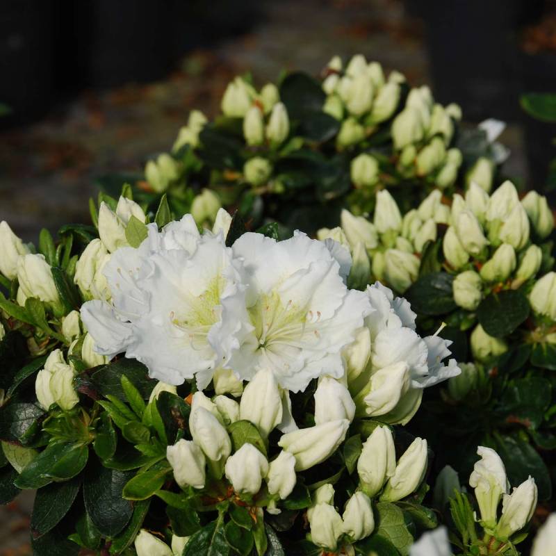 Japanische Azalee &#039;Maischnee&#039; Liefergröße: 20 - 25 cm von Garten Schlüter