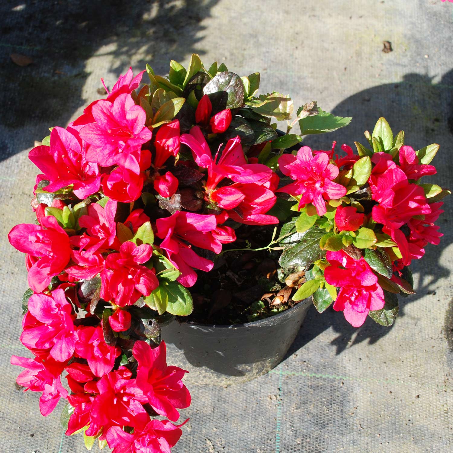 Japanische Azalee &#039;Maruschka®&#039;, 2 - 3 Liter, 25 - 30 cm Liefergröße: 25 - 30 cm von Garten Schlüter
