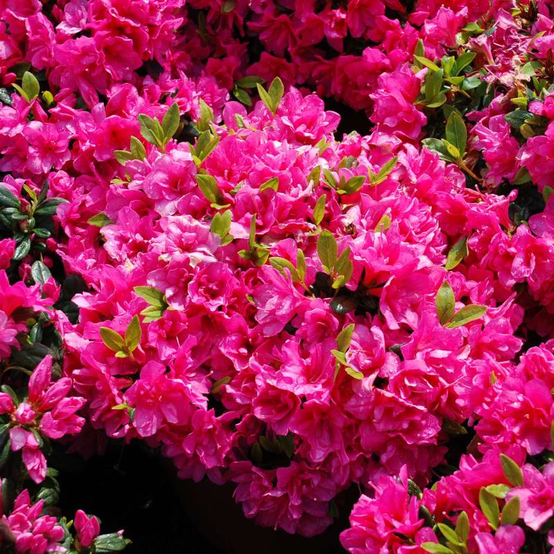 Japanische Azalee &#039;Melina&#039;, 2 - 3 Liter, 20 - 25 cm Liefergröße: 20 - 25 cm von Garten Schlüter