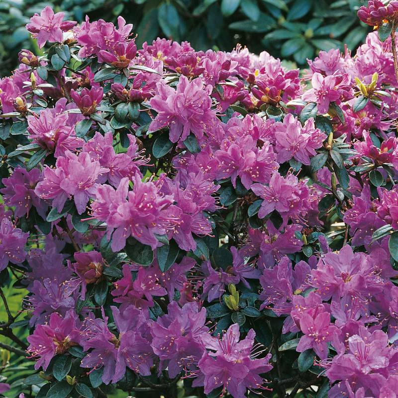 Japanische Azalee &#039;Purpurkissen&#039; Liefergröße: ca. 20 - 25 cm breit von Garten Schlüter
