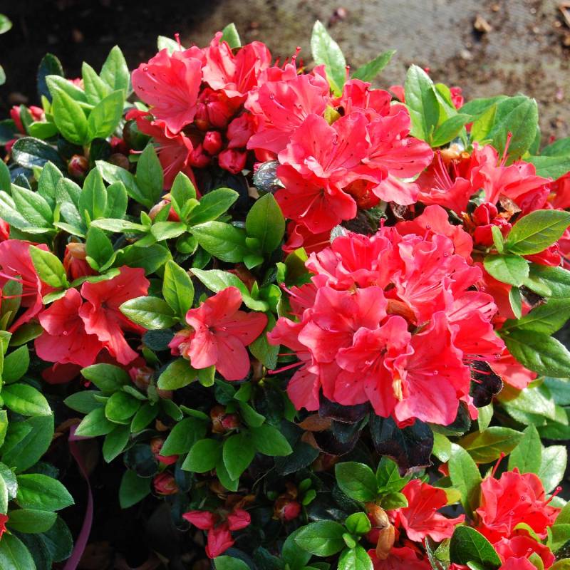 Japanische Azalee &#039;Satschiko&#039;, 3 - 5 Liter, 25 - 30 cm Liefergröße: 25 - 30 cm von Garten Schlüter