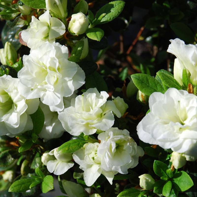 Japanische Azalee &#039;Schneeperle®&#039;, 2 - 3 Liter, 25 - 30 cm Liefergröße: 25 - 30 cm von Garten Schlüter