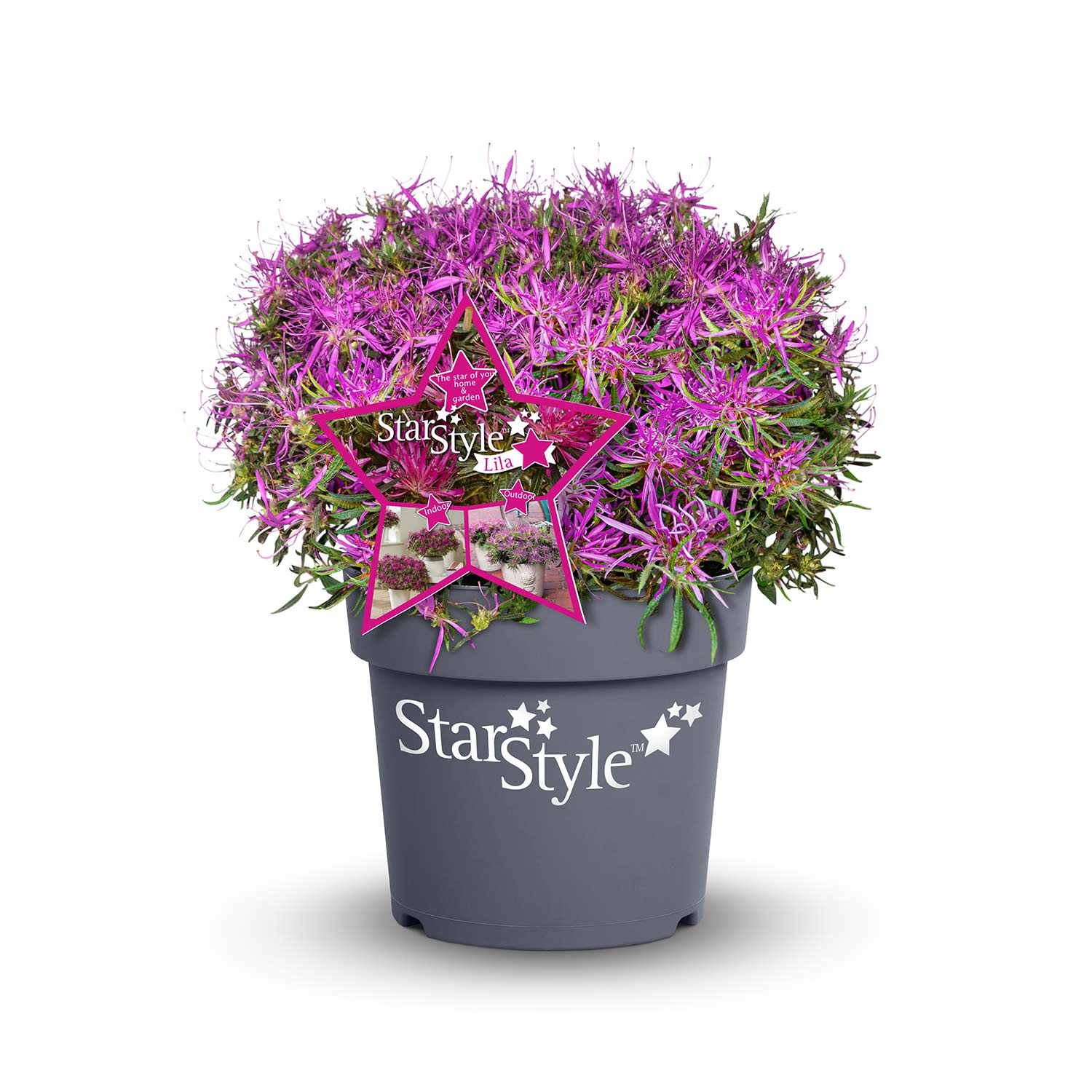 Japanische Azalee &#039;StarStyle® Lila&#039; 1, 5 Liter Lieferform: Im 1,5 Liter Topf von Garten Schlüter