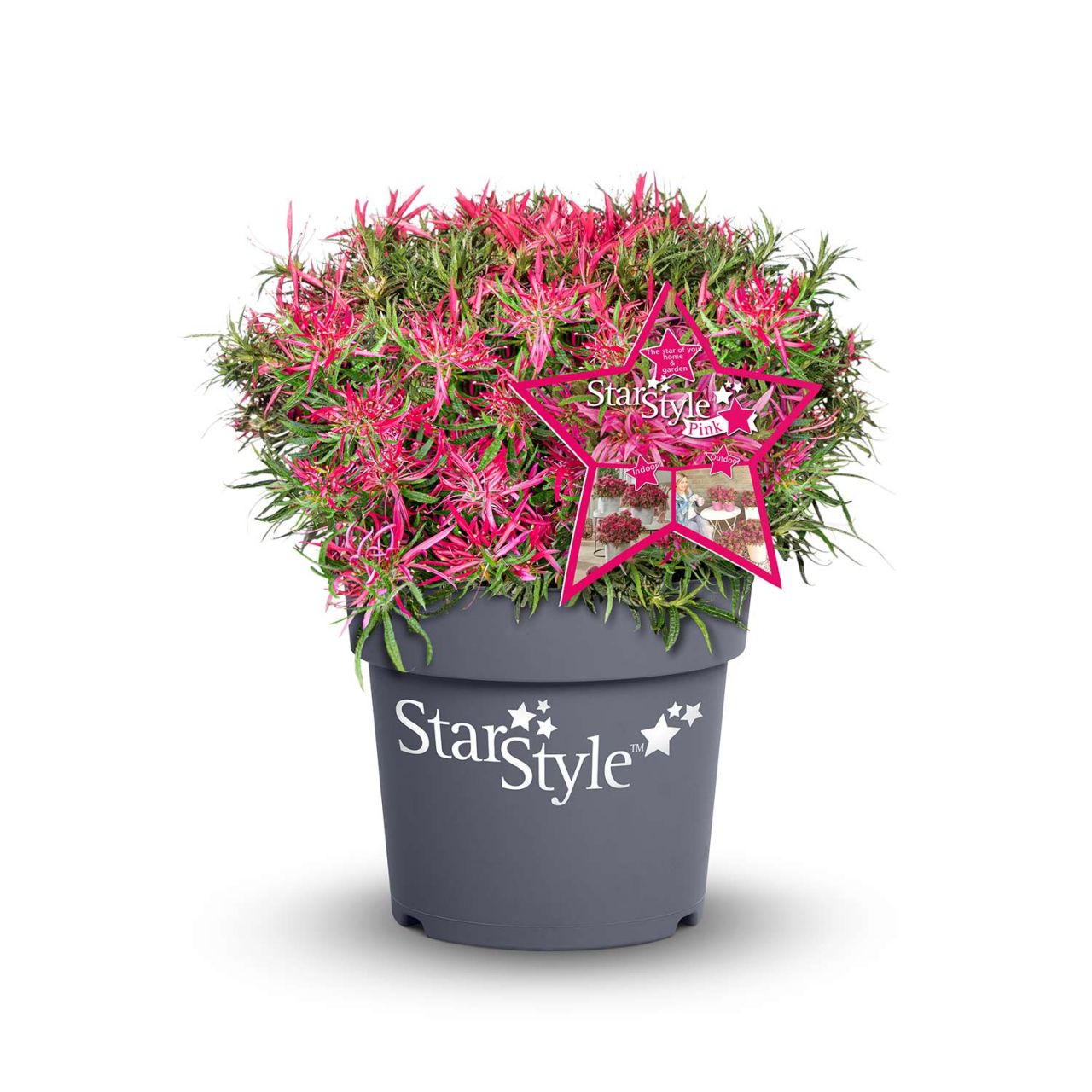 Japanische Azalee 'StarStyle® Pink' von Garten Schlüter