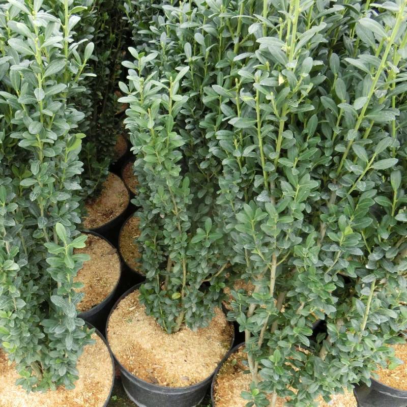 Japanische Stechpalme / Säulenilex &#039;Fastigiata&#039; 3 - 5 Liter Container, 40 - 50 cm Liefergröße: 40 - 50 cm von Garten Schlüter