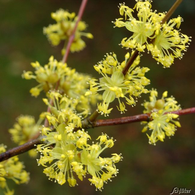 Japanischer Arzneihartriegel C3 60/80 Liefergröße: 60 - 80 cm von Garten Schlüter
