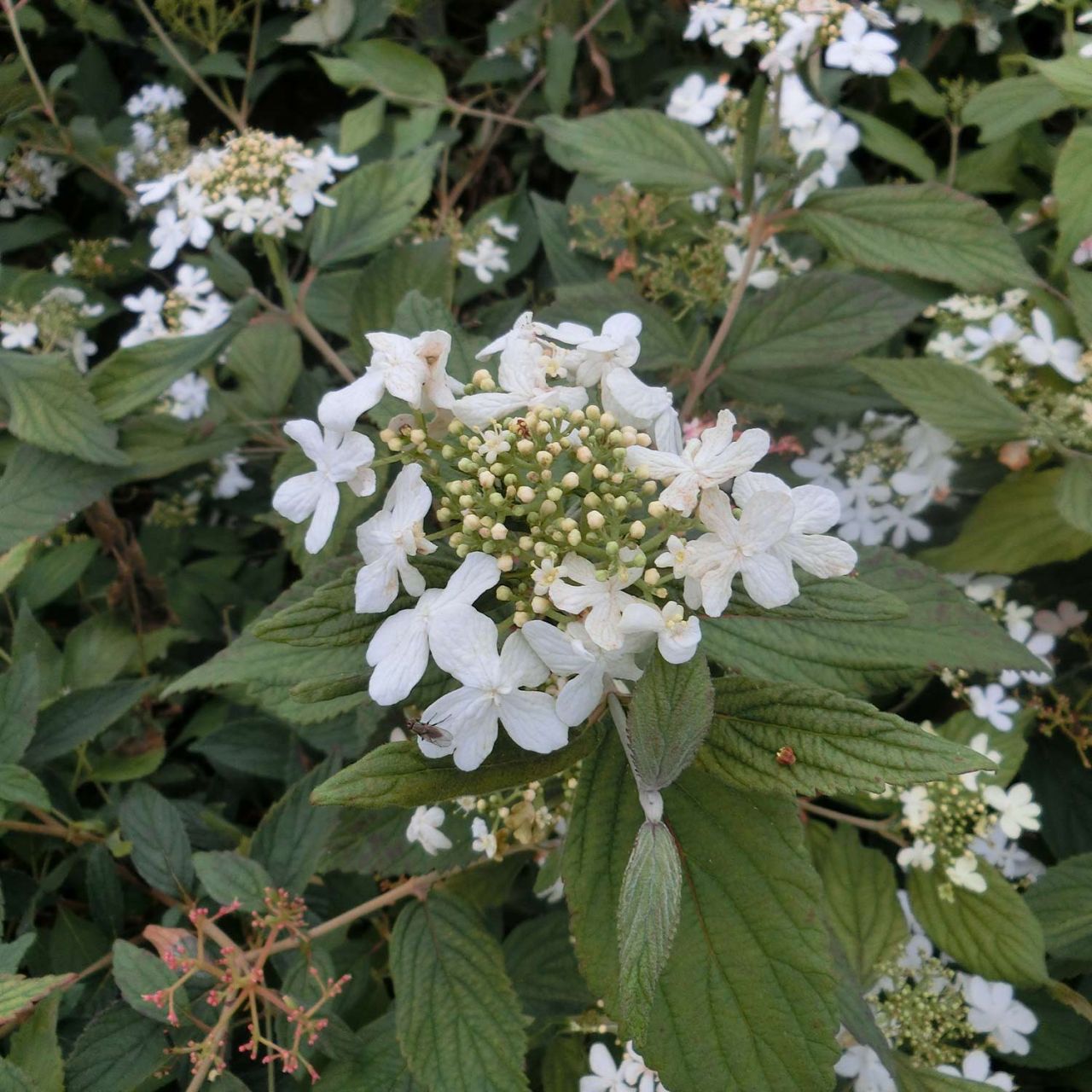 Japanischer Schneeball 'Summer Snowflake' von Garten Schlüter